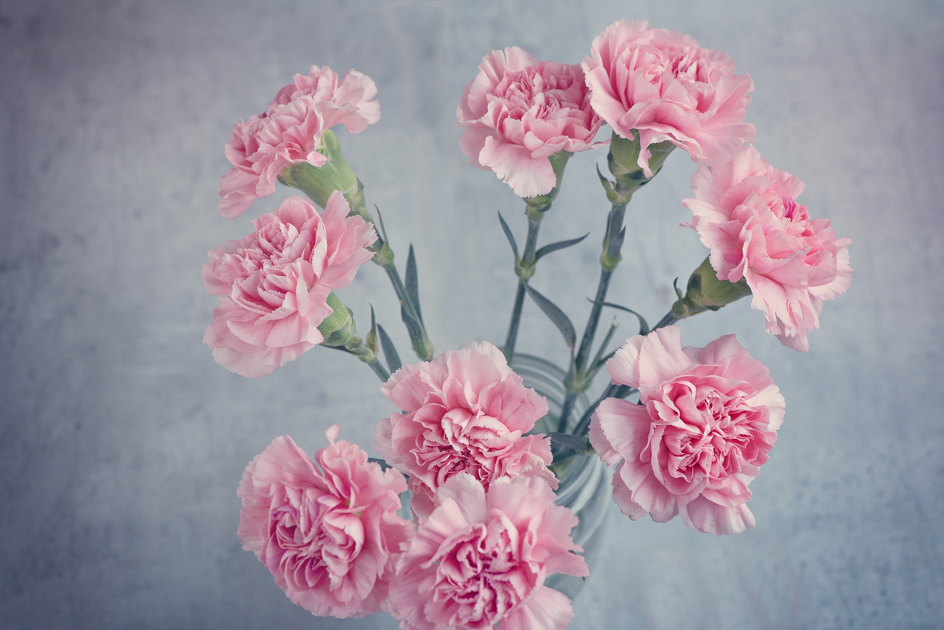 pink flowers illustration