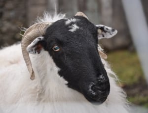 white and black goat thumbnail