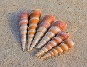 6 brown and grey seashells thumbnail