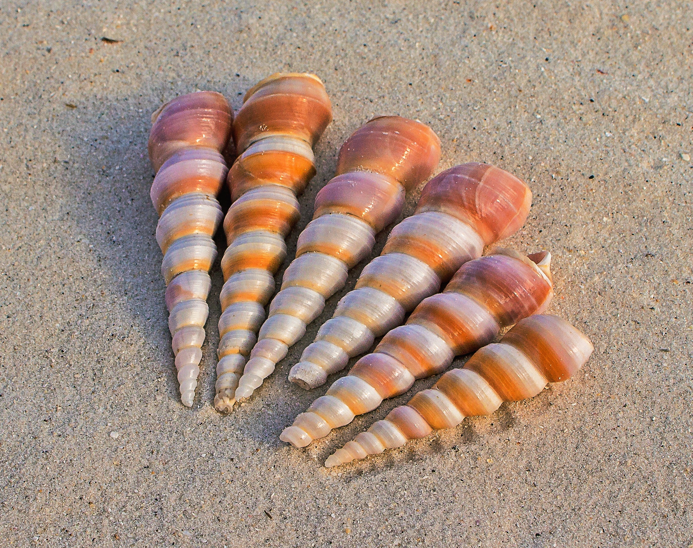 6 brown and grey seashells