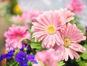 pink and yellow daisy flowers shallow focus photography thumbnail