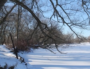 bare tree in snow thumbnail