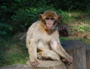 beige and grey ape on wood stump thumbnail