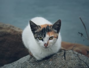 white black and brown cat sitting on rack thumbnail