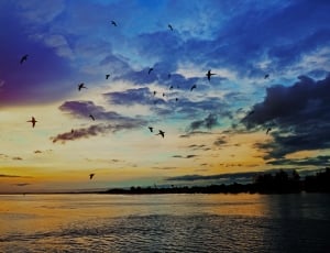 photography of sunset near body of water and flock of birds thumbnail