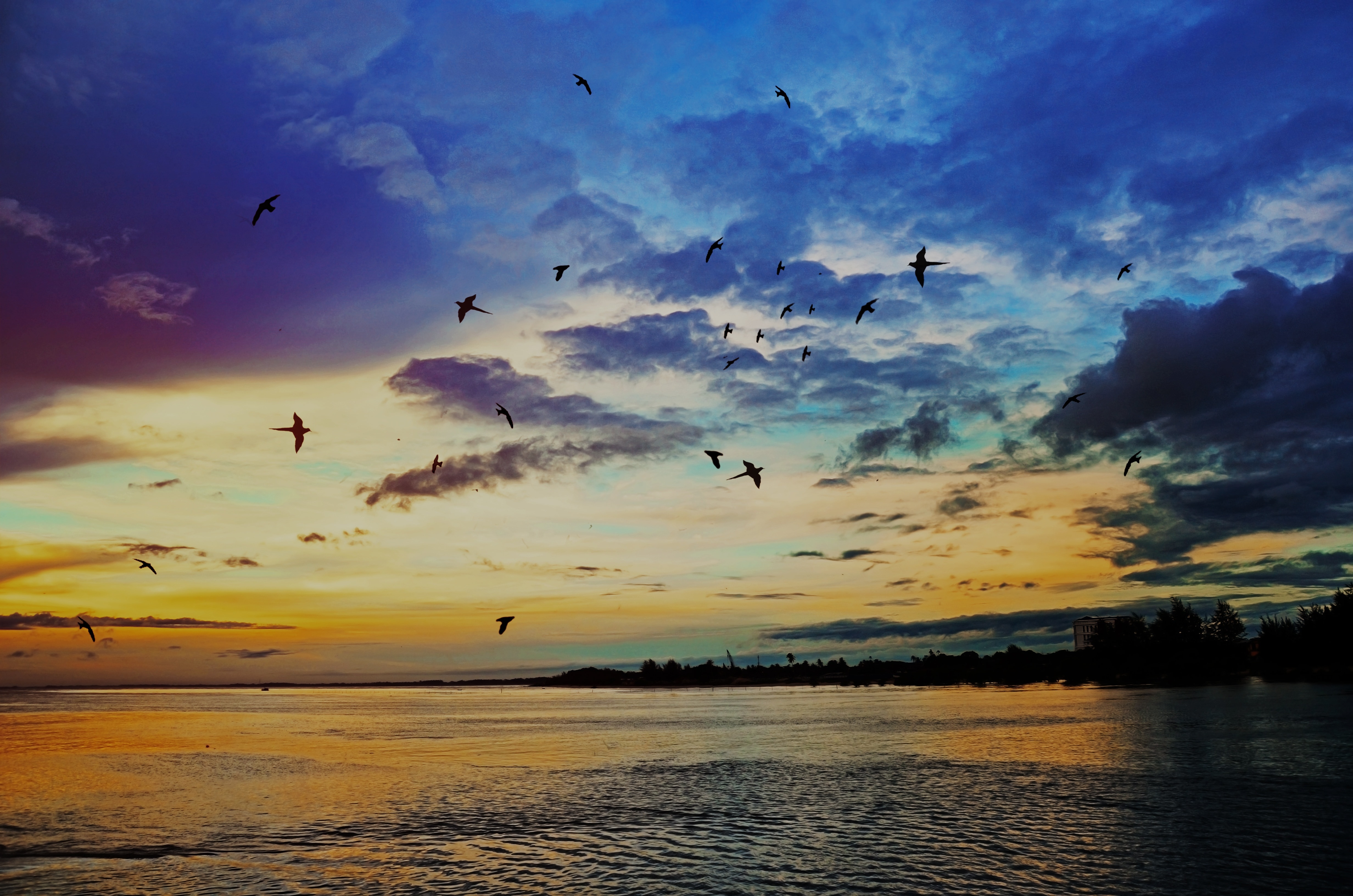 photography of sunset near body of water and flock of birds