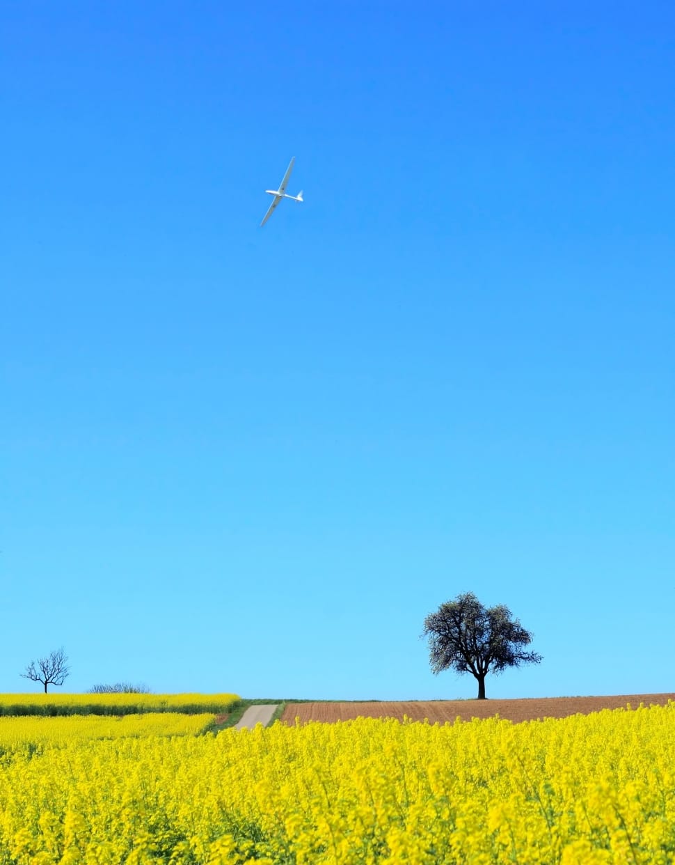 Landscape, Field Of Rapeseeds, Nature, agriculture, sky preview