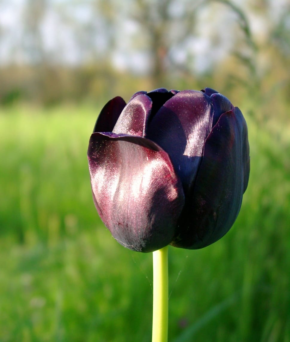 Tulip Spring, Black, Tulip, Flower, focus on foreground, close-up preview