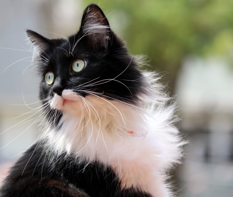 Zorro, Feline, Kitten, Tuxedo Cat, domestic cat, pets preview