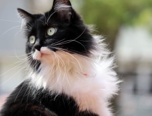 Zorro, Feline, Kitten, Tuxedo Cat, domestic cat, pets thumbnail
