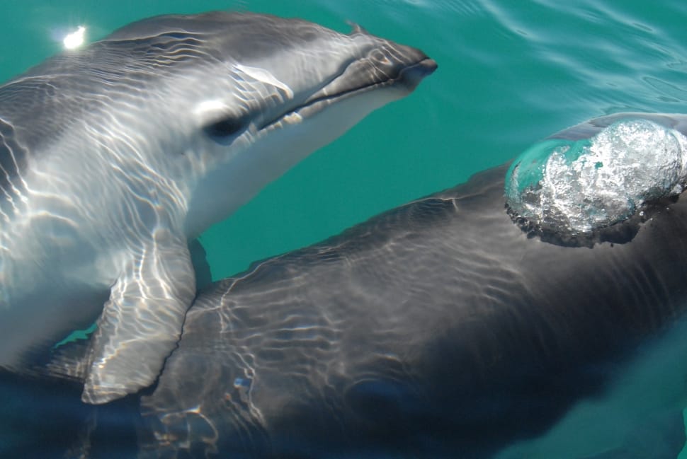 two white-and-gray dolphin enjoying the water preview