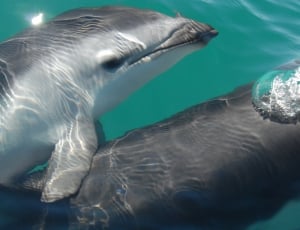 two white-and-gray dolphin enjoying the water thumbnail