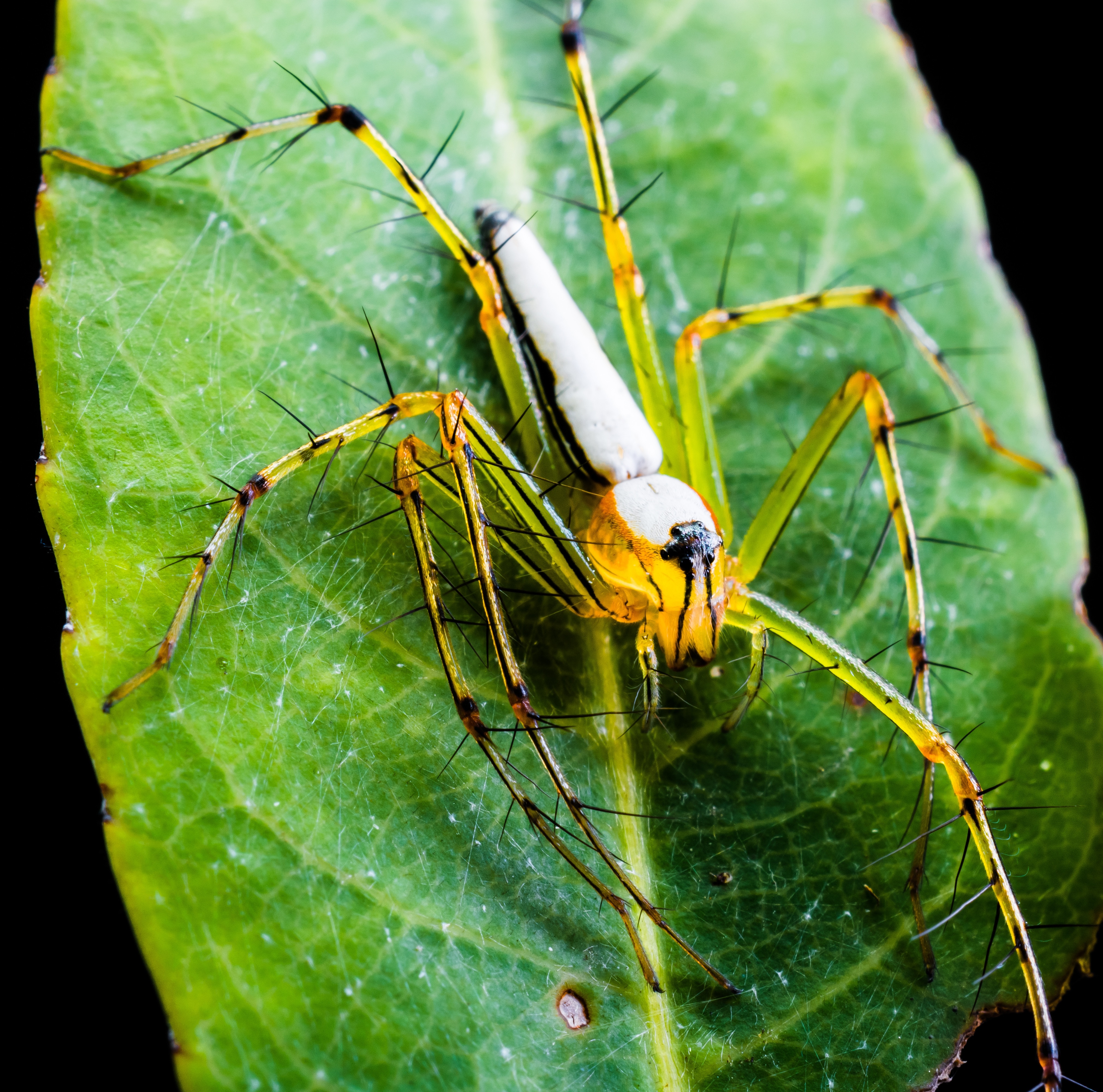 yellow spider on leaf closeup photography during daytime