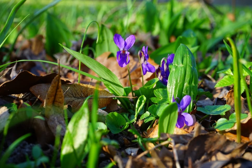 Violet, Blossom, Wald Violet, Flower, flower, purple preview
