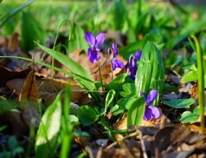 Violet, Blossom, Wald Violet, Flower, flower, purple thumbnail