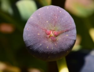 purple green plant thumbnail