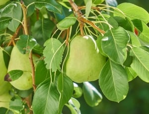 Pear, Food, Green, Fruits, Nature, Fruit, leaf, food and drink thumbnail