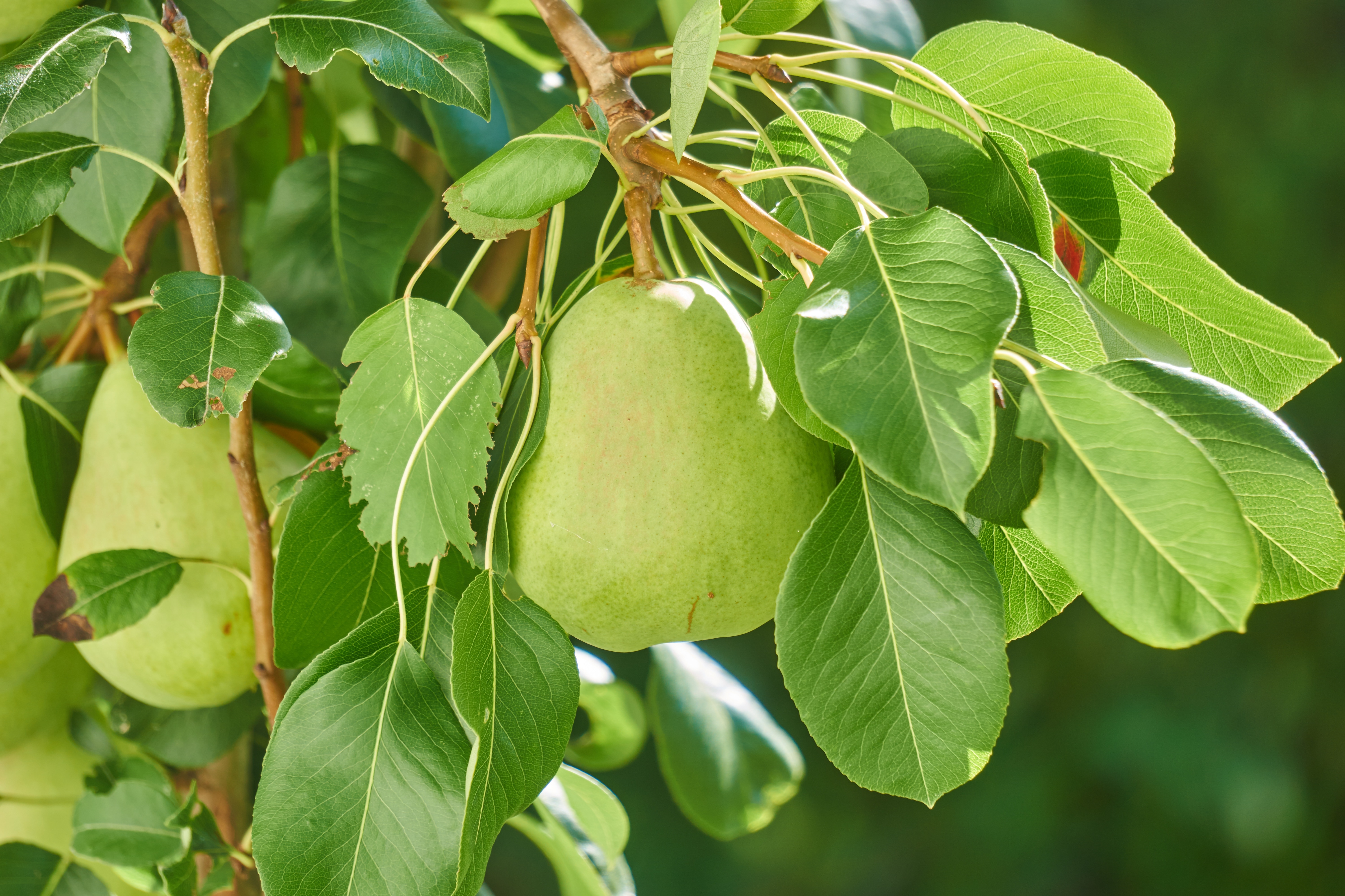 Pear, Food, Green, Fruits, Nature, Fruit, leaf, food and drink