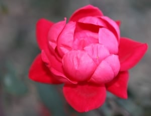 red multi petaled flower thumbnail