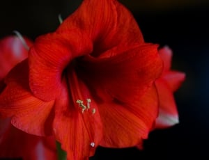 Orchid, Red, Houseplant, Orchidales, flower, petal thumbnail
