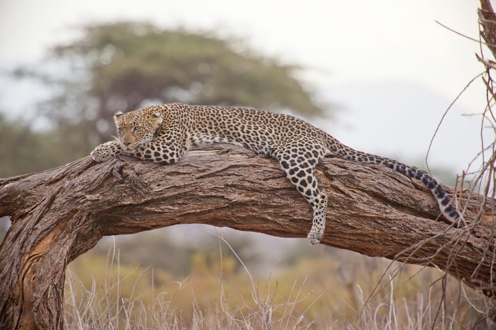 leopard on top of branch of tree preview