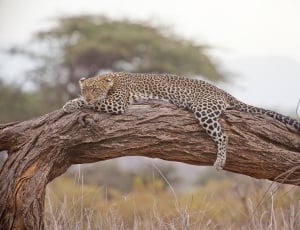 leopard on top of branch of tree thumbnail