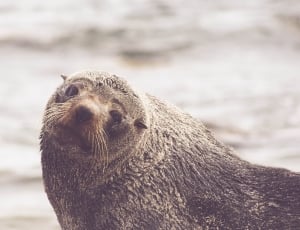 Portrait of sea lion thumbnail
