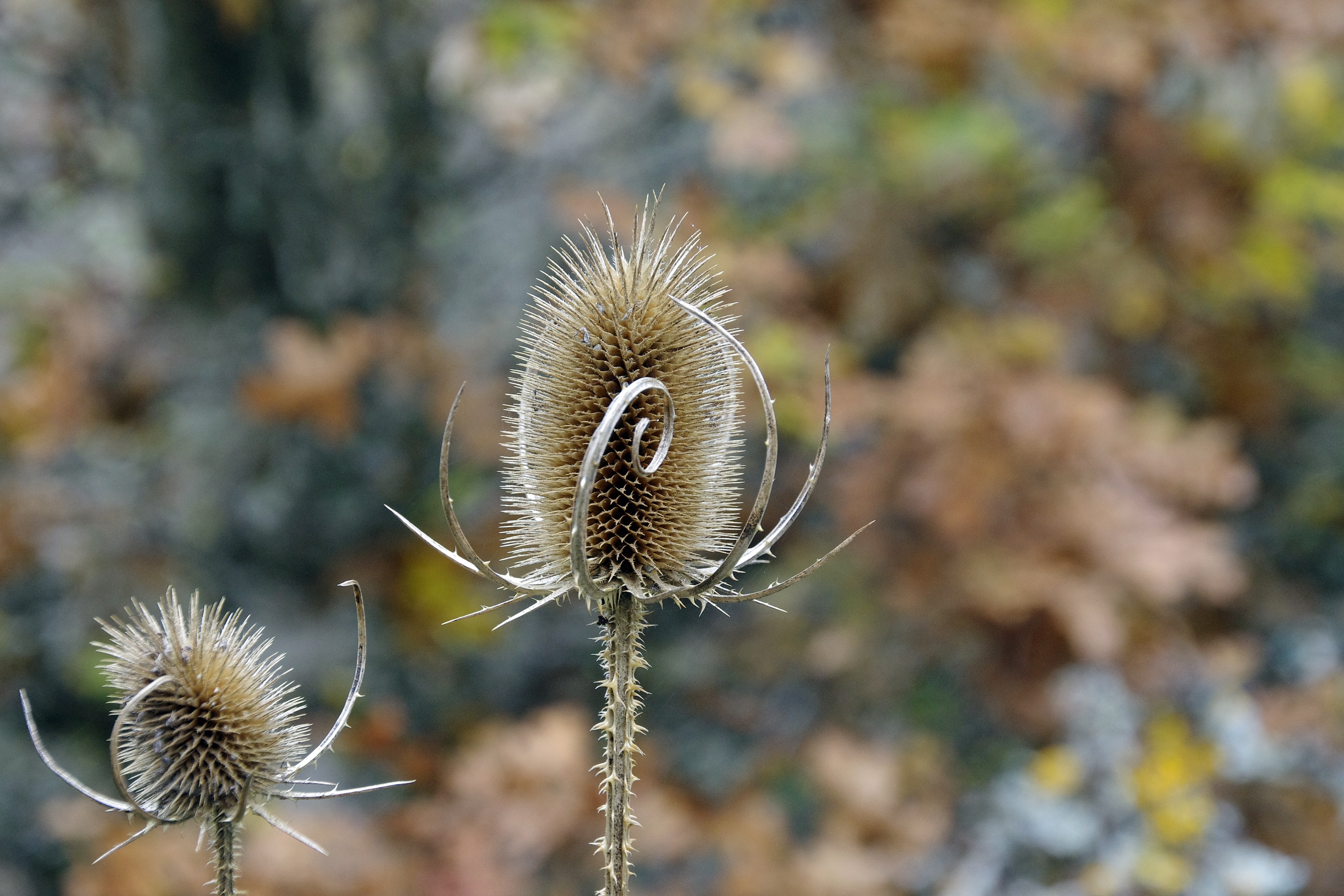 brown and grey spiky plant