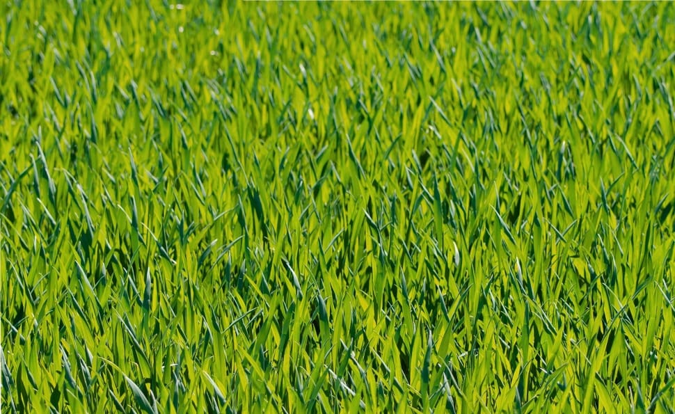 close up photo of green grass during daytime preview