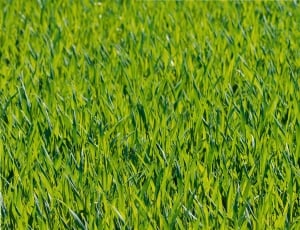 close up photo of green grass during daytime thumbnail