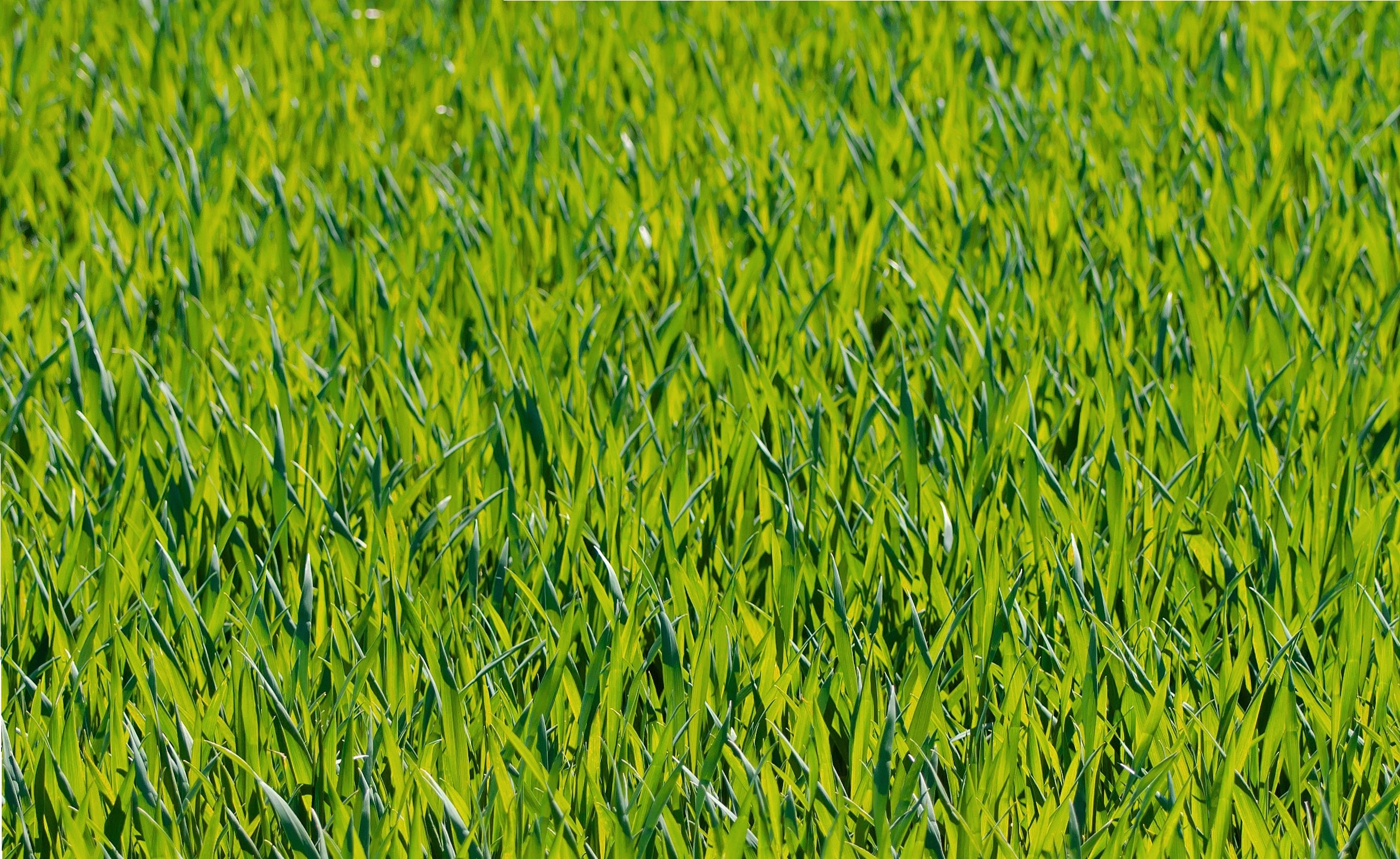 close up photo of green grass during daytime