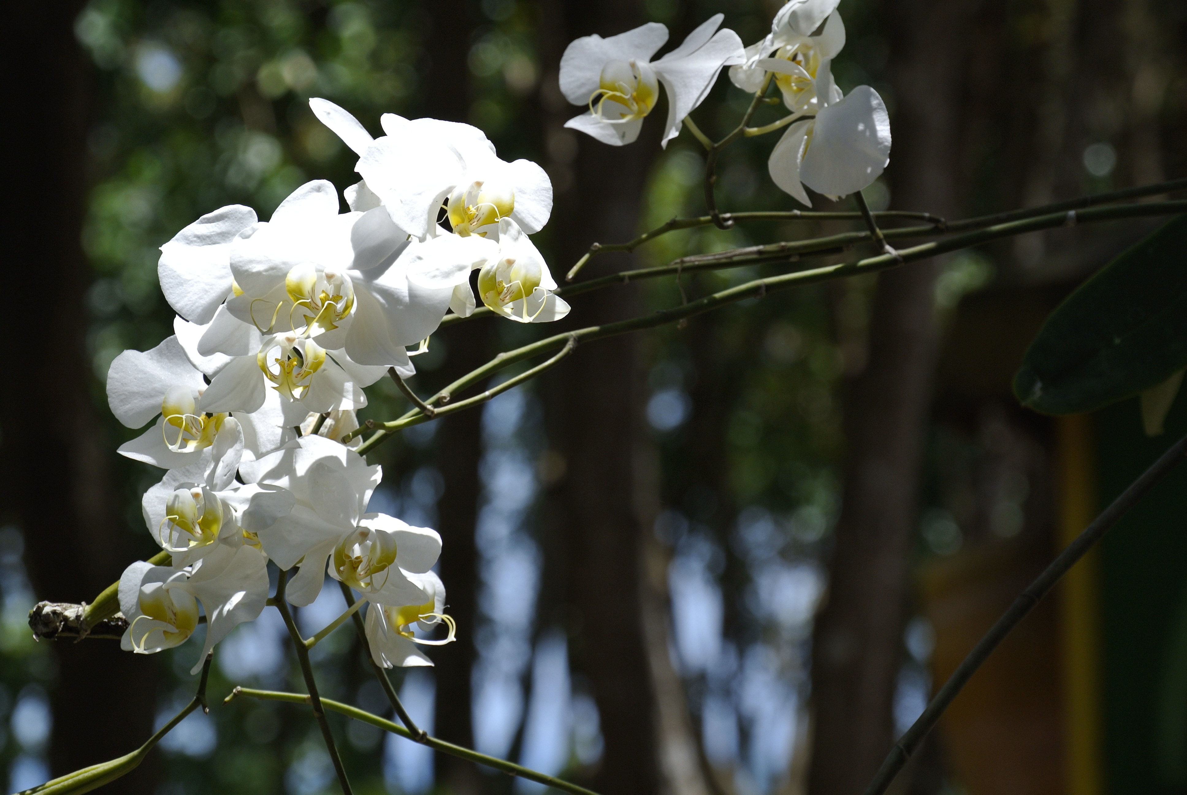 Орхидея В Дикой Природе