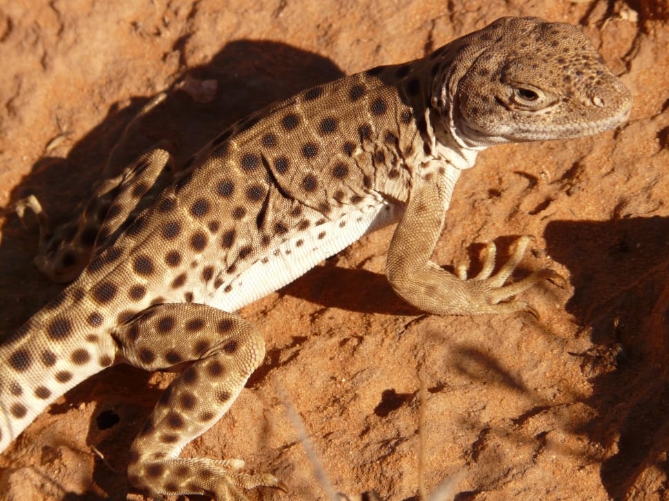 brown and white spotted gecko preview