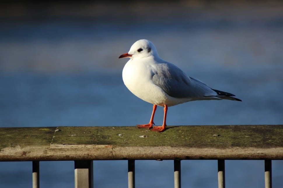 white seagull bird preview
