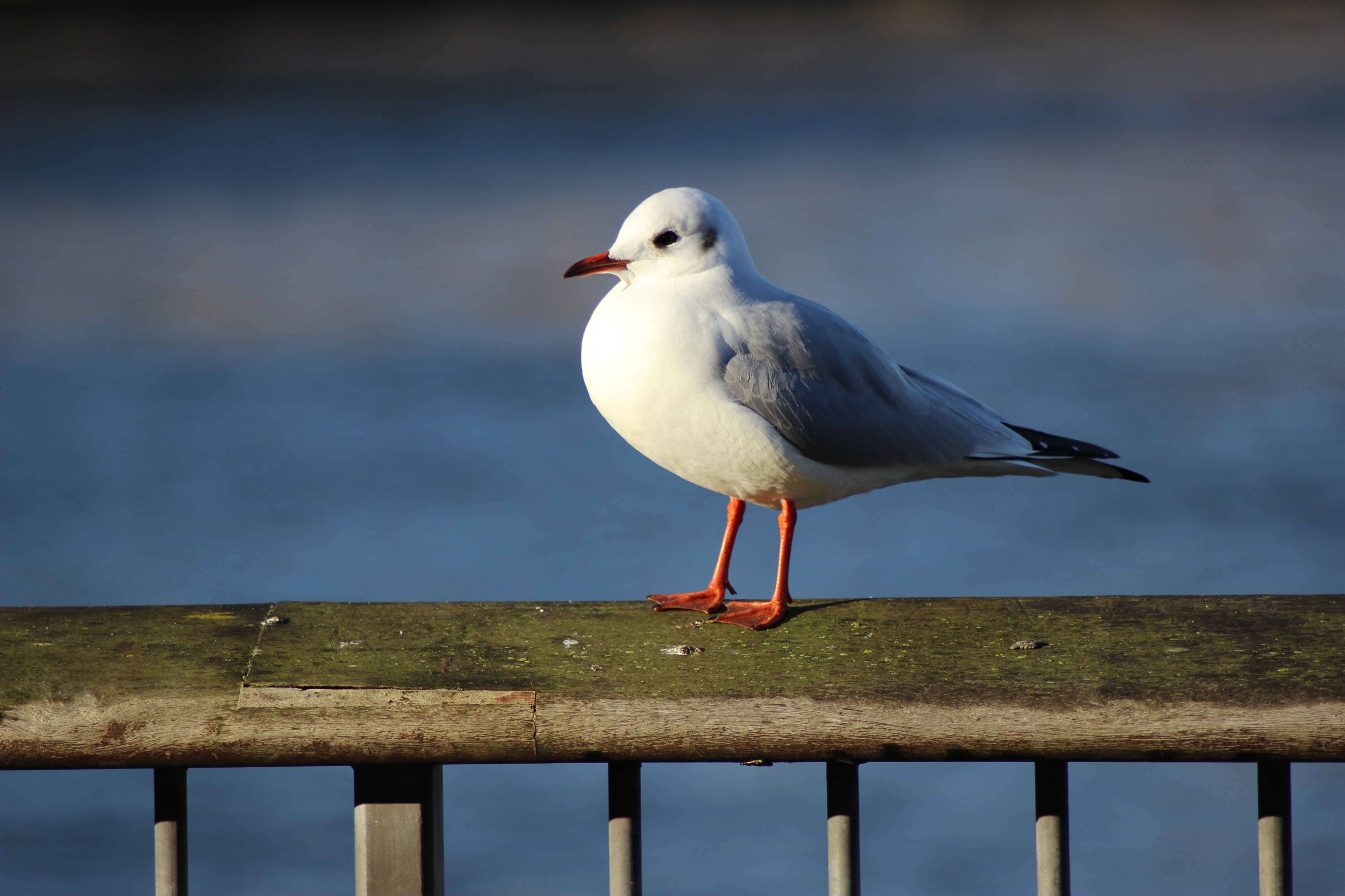 white seagull bird
