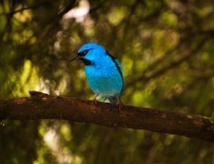 Bird resting on tree brance thumbnail