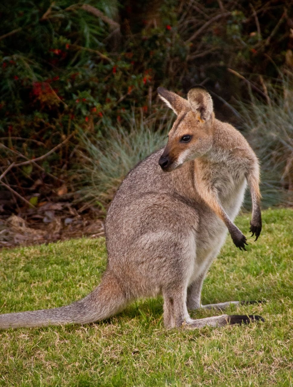 gray kangaroo preview