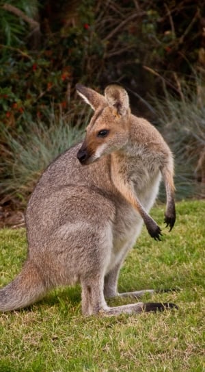 gray kangaroo thumbnail