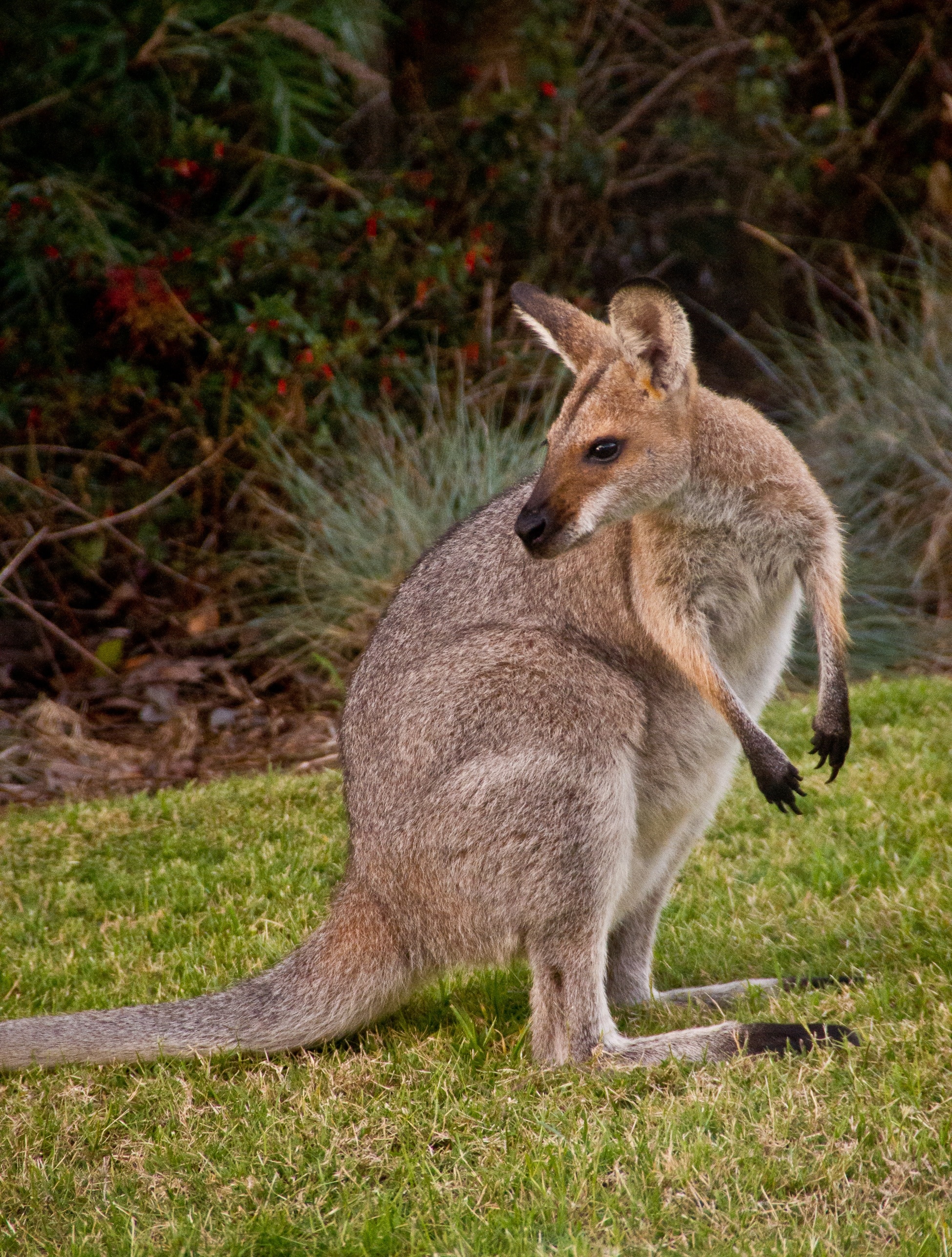 gray kangaroo