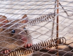 gray rodent holding spring inside cage thumbnail
