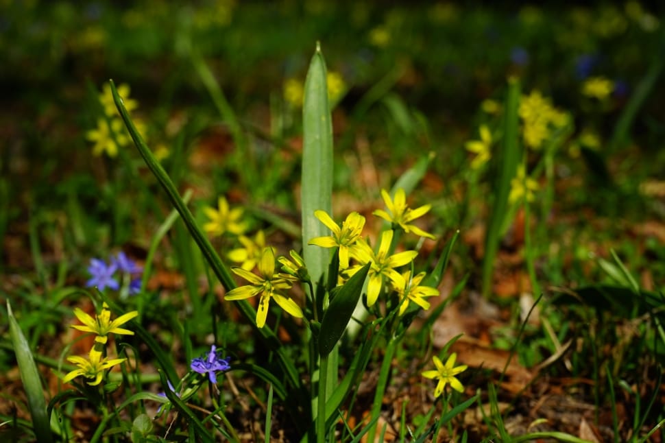 Forest - Yellow Star, Gagea Lutea, growth, nature preview