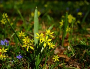 Forest - Yellow Star, Gagea Lutea, growth, nature thumbnail