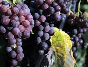 ripe grapes thumbnail