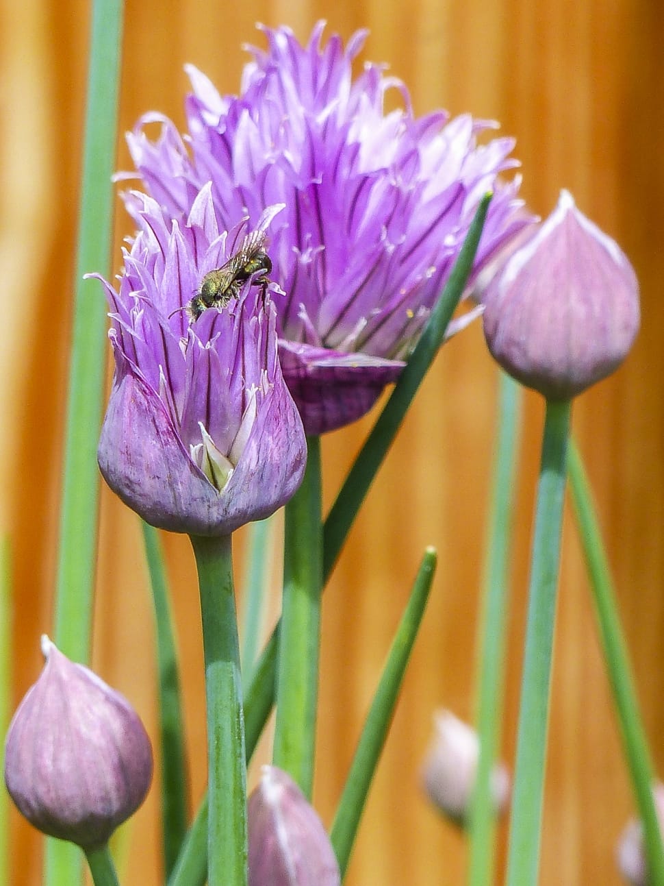 purple chives preview