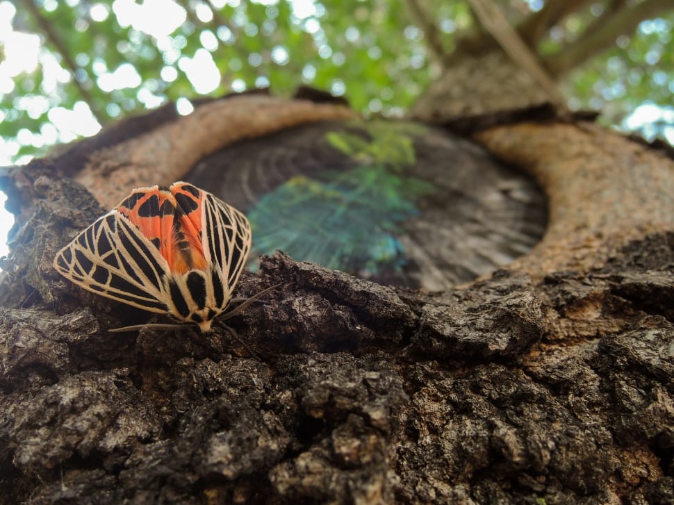selective focus photo of a black and orange moth on tree preview