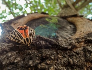 selective focus photo of a black and orange moth on tree thumbnail