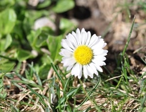 Daisy, White, Flower, Geese Flower, flower, nature thumbnail