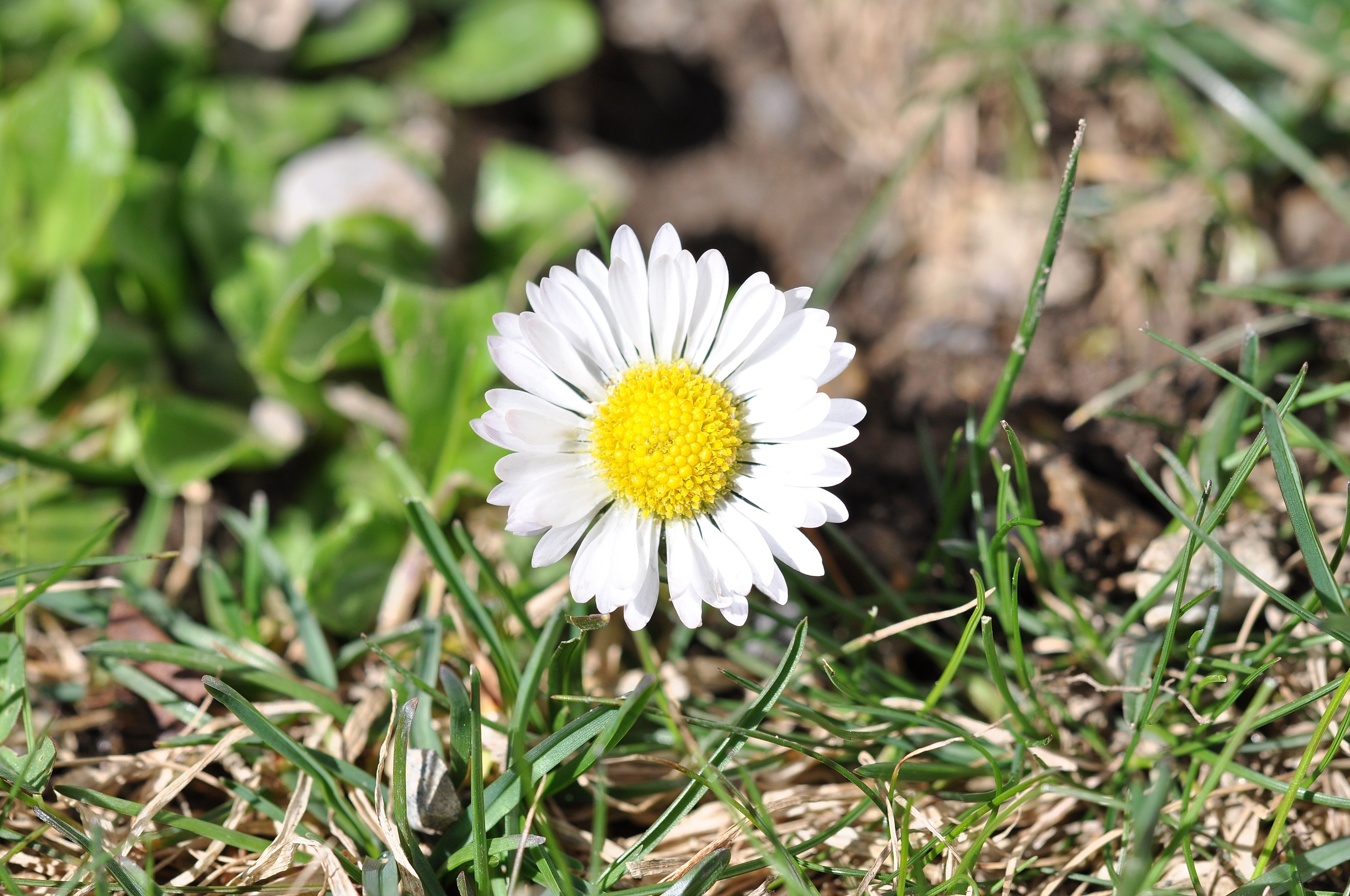 Daisy, White, Flower, Geese Flower, flower, nature