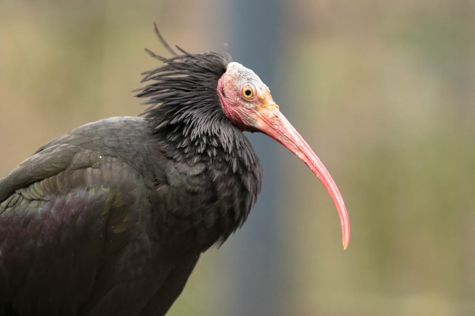 black long beaked vulture preview