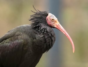 black long beaked vulture thumbnail